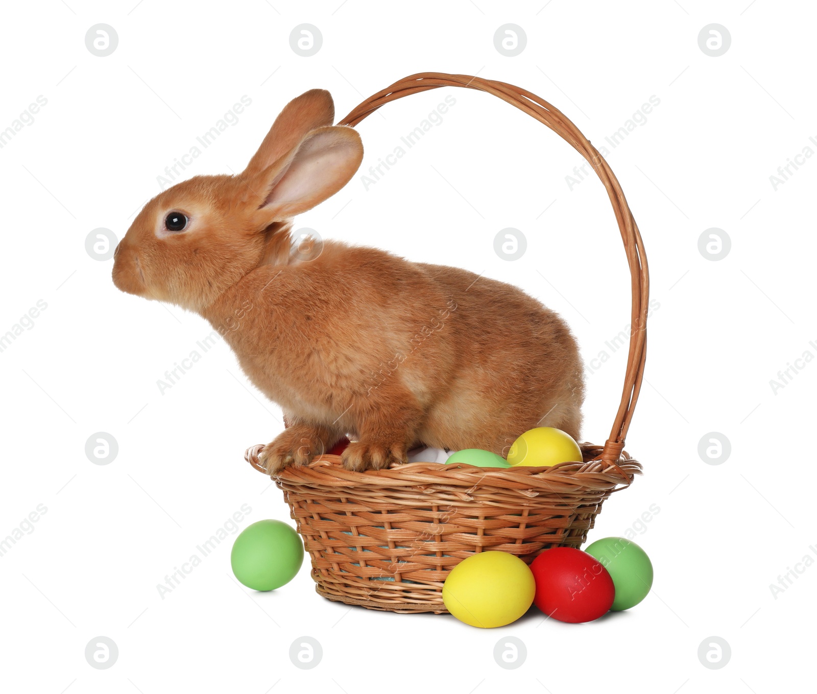 Photo of Adorable furry Easter bunny in wicker basket with dyed eggs on white background