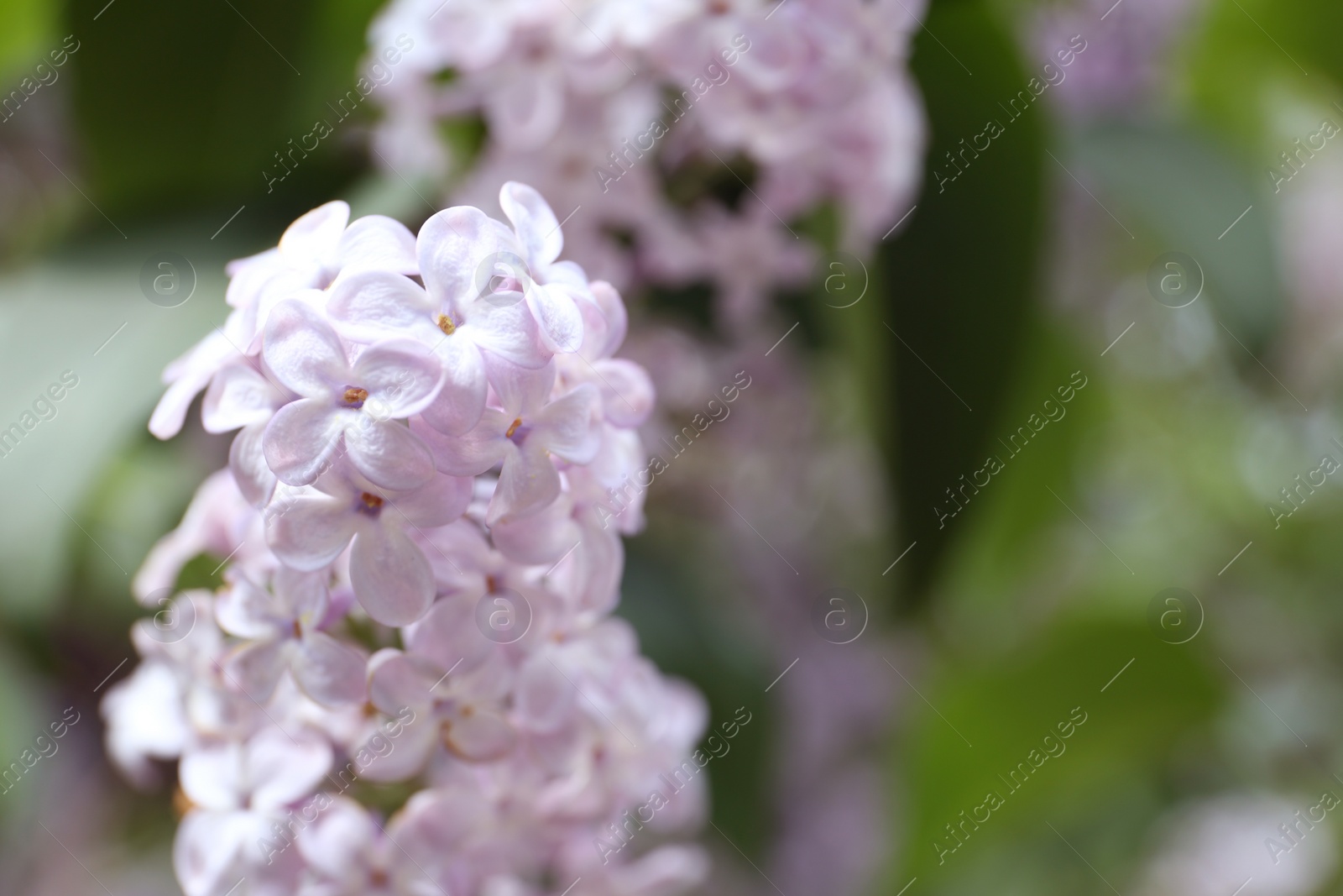 Photo of Closeup view of beautiful blossoming lilac bush outdoors