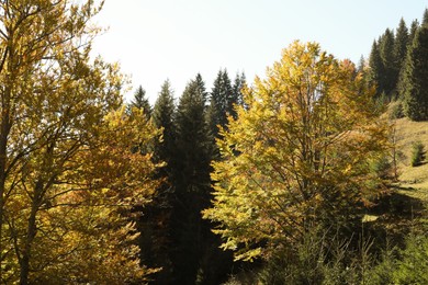 View of beautiful forest on sunny day in autumn