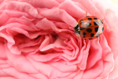 Photo of Ladybug on beautiful pink flower, macro view. Space for text
