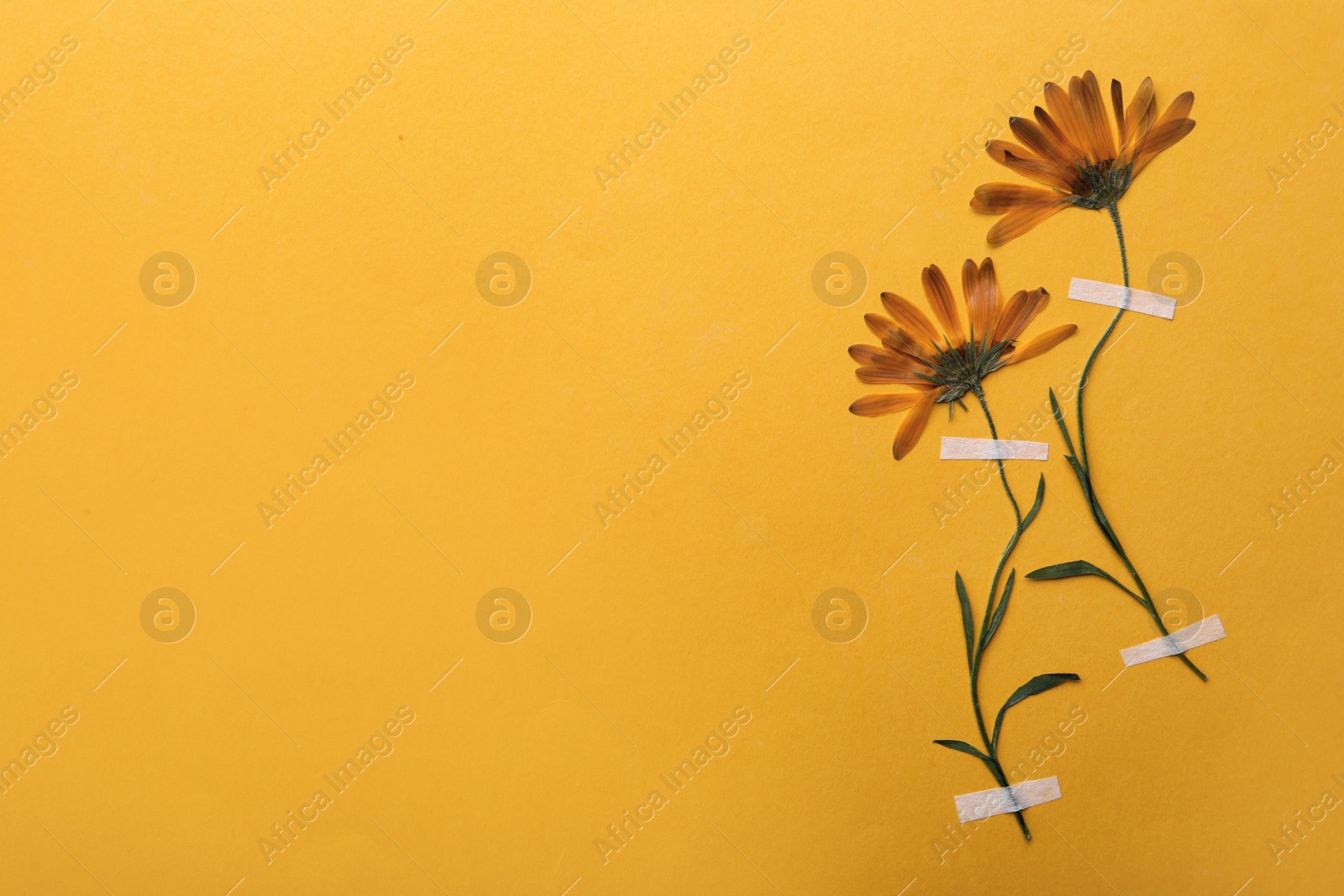 Photo of Wild pressed dried flowers on orange background, space for text