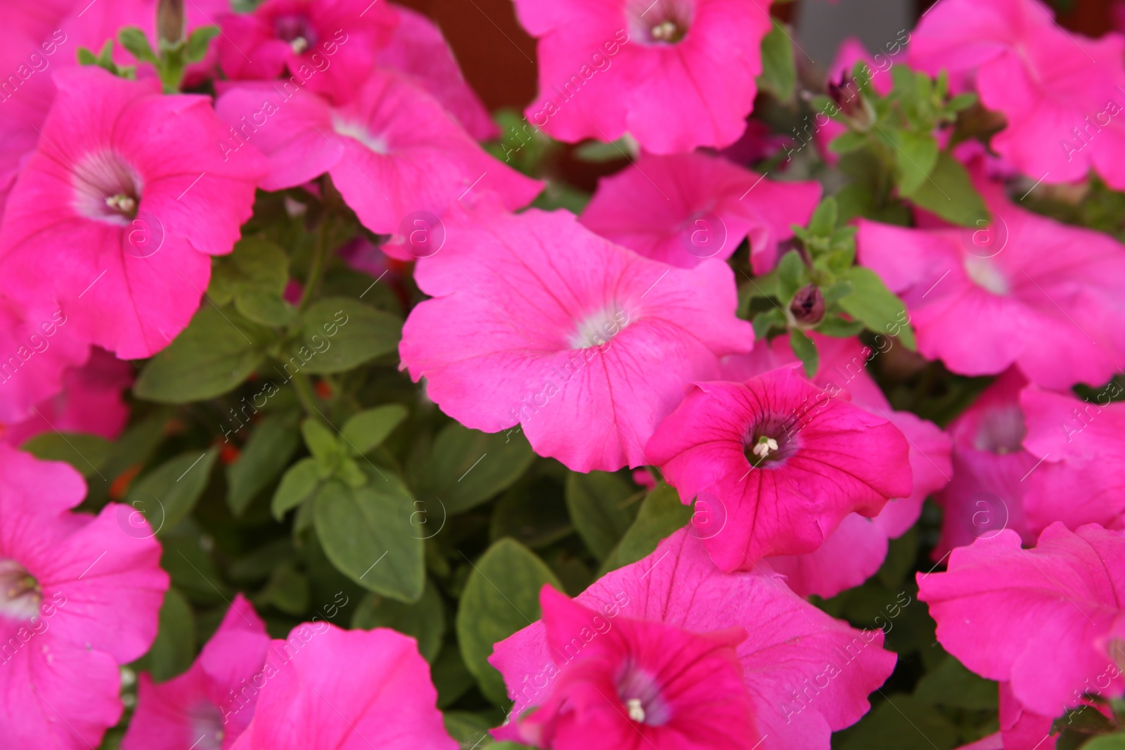 Photo of Closeup view of beautiful petunia flowers. Potted plant