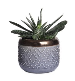 Photo of Gasteria in pot isolated on white. House plant