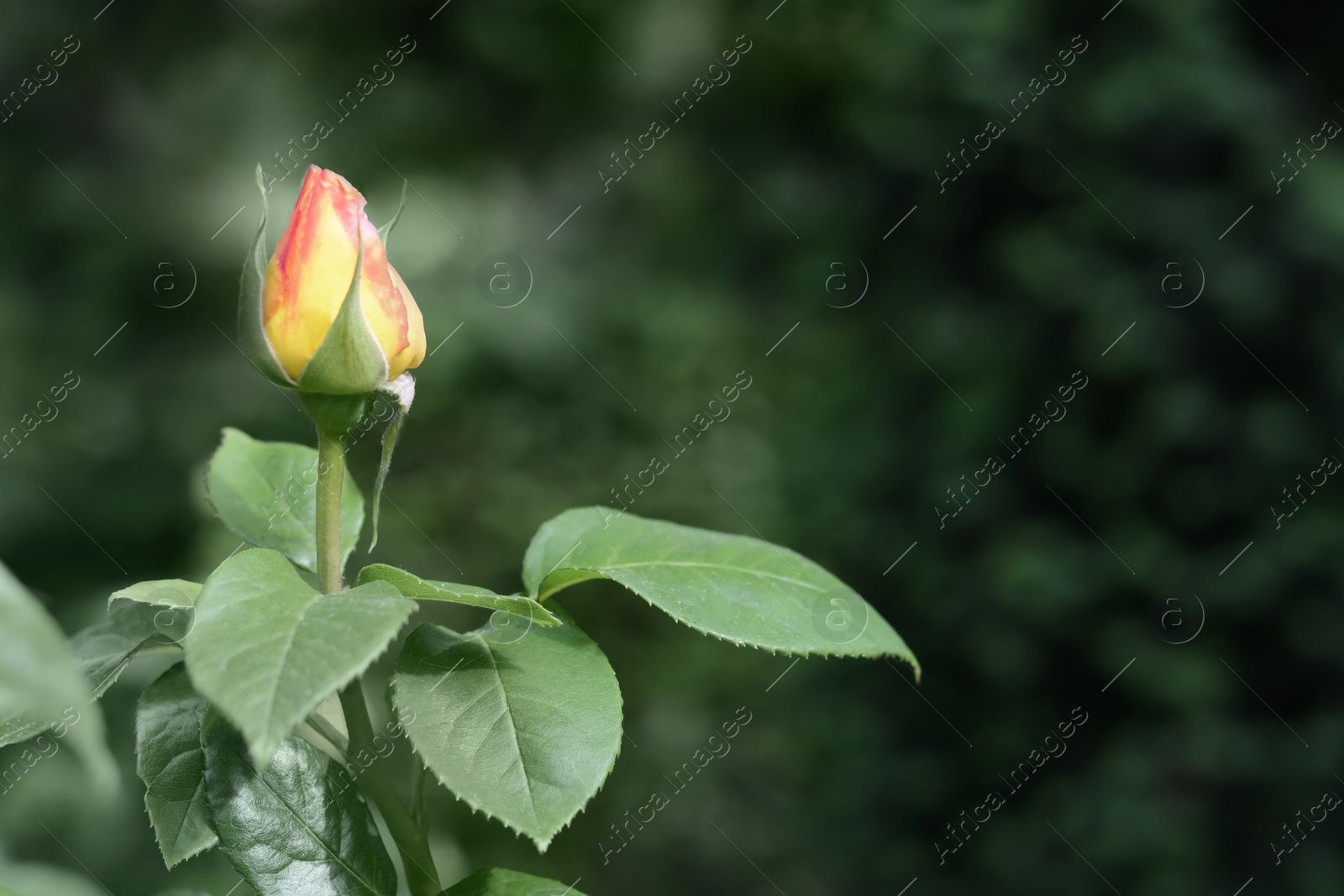 Photo of Beautiful rose flower blooming outdoors, closeup. Space for text