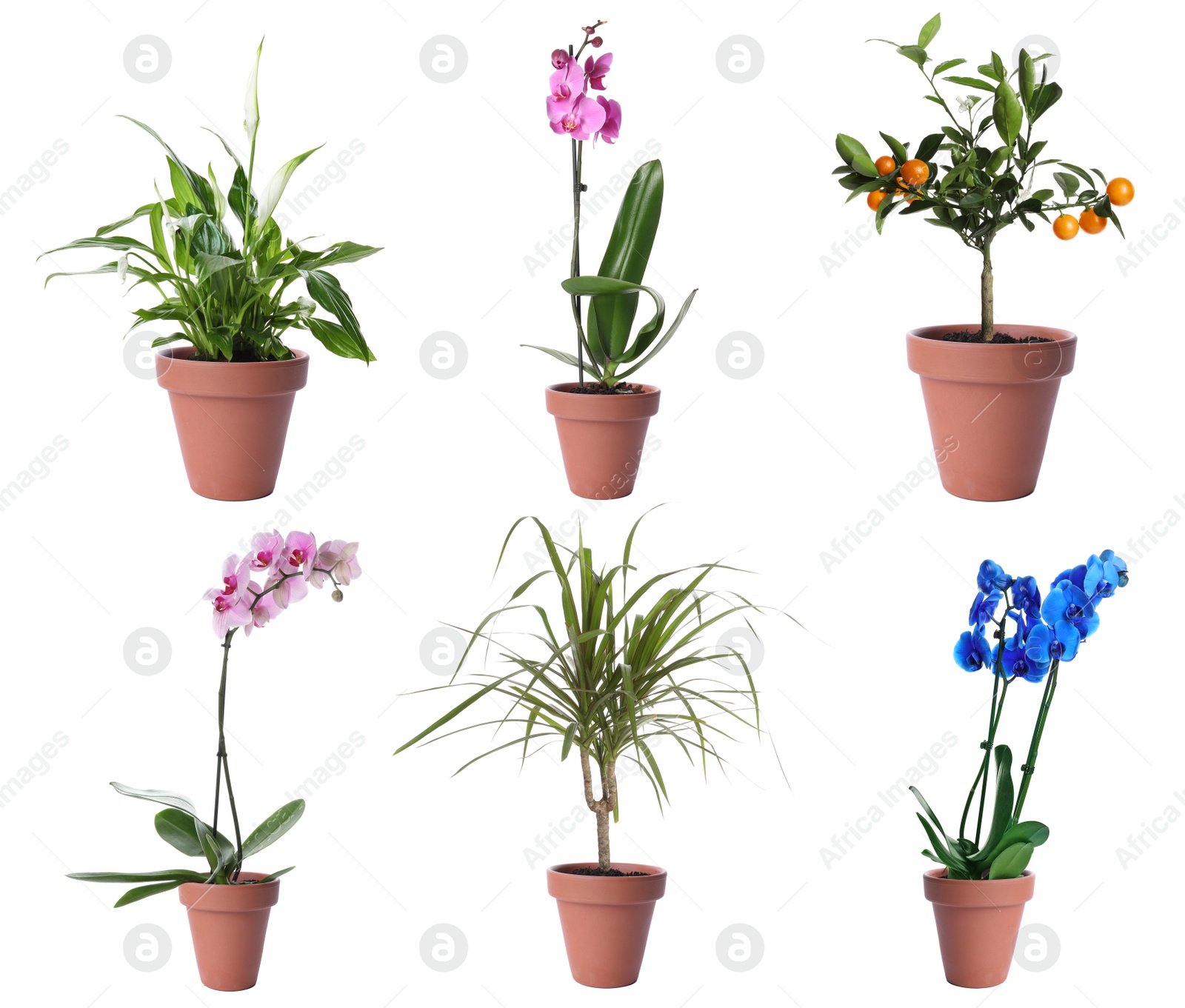 Image of Set of different houseplants in flower pots on white background