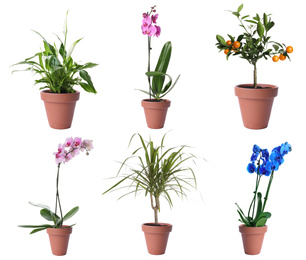 Image of Set of different houseplants in flower pots on white background