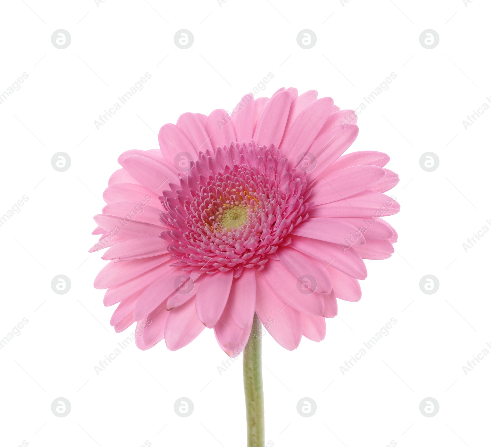 Photo of One beautiful pink gerbera flower isolated on white