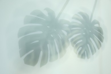 Shadow of monstera plant leaves on light background