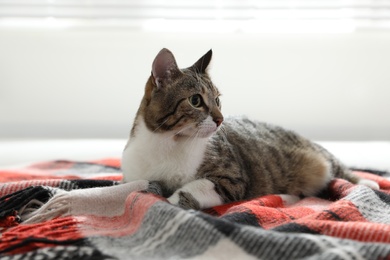 Adorable cat lying on plaid at home