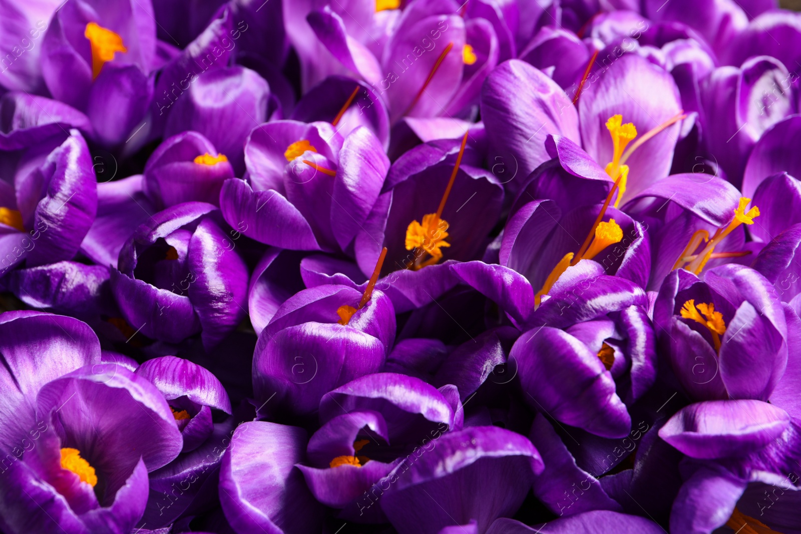 Photo of Beautiful Saffron crocus flowers as background, closeup