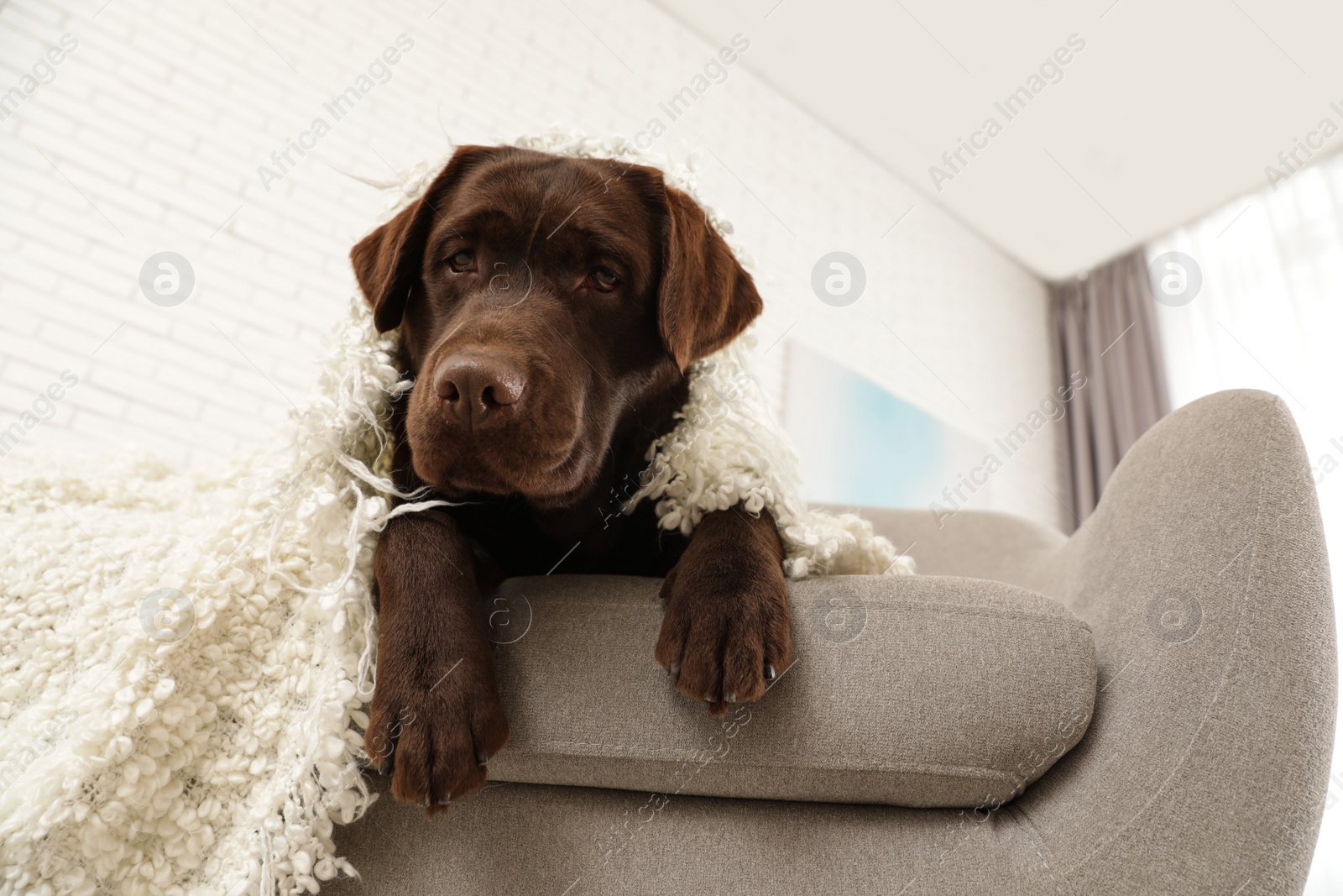 Photo of Chocolate labrador retriever covered with plaid on cozy sofa indoors