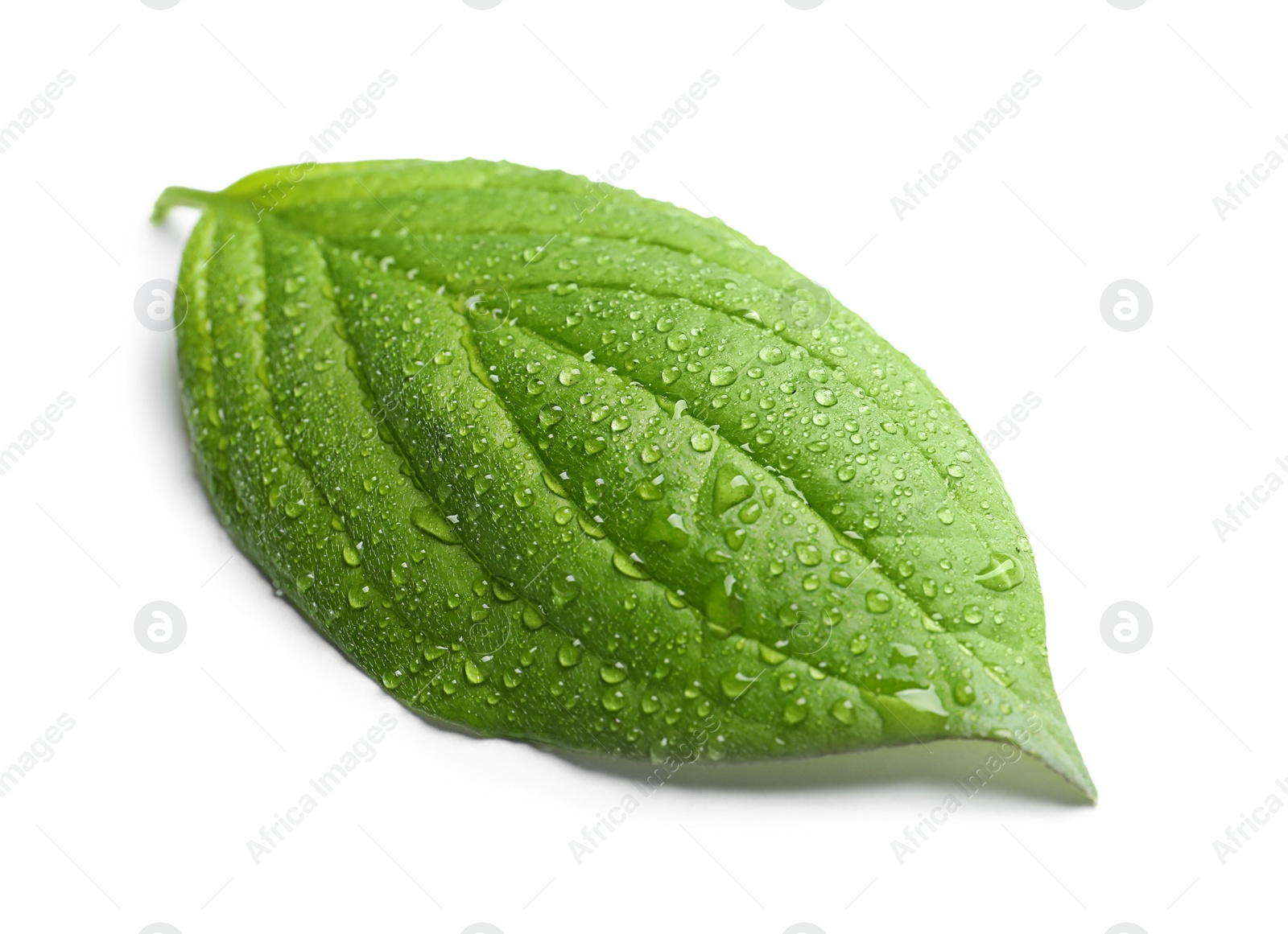 Photo of Green leaf with dew on white background