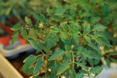 Closeup view of beautiful green tomato seedlings