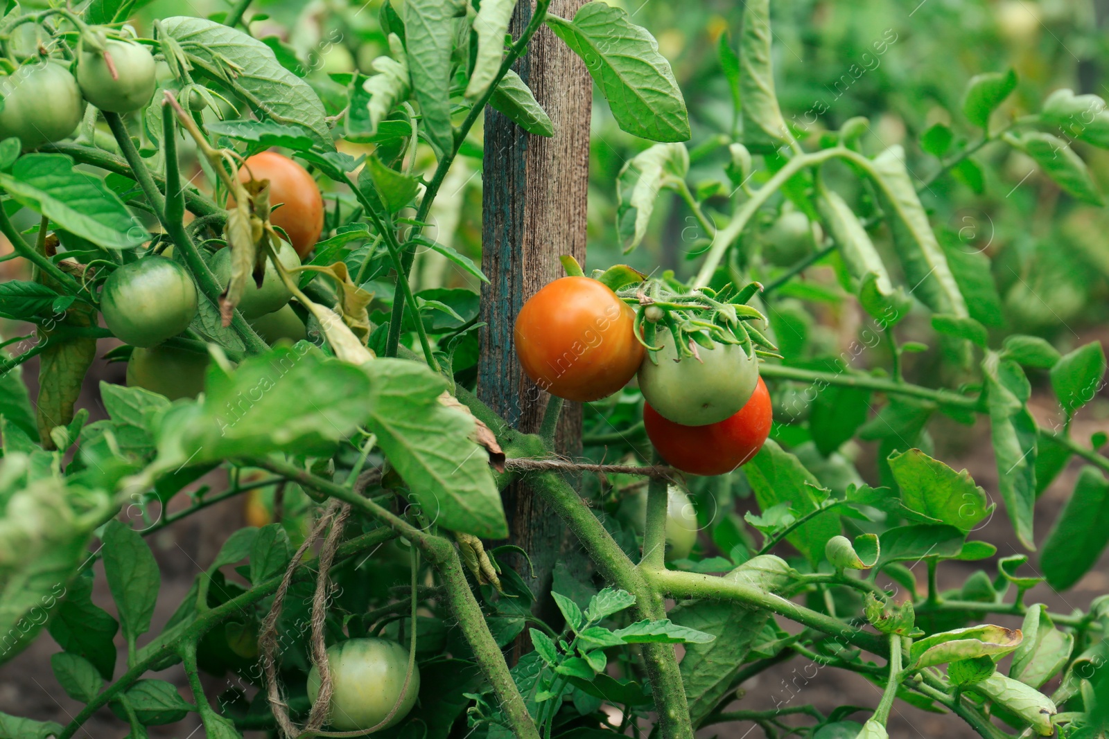 Photo of Beautiful green plants with ripening tomatoes in garden