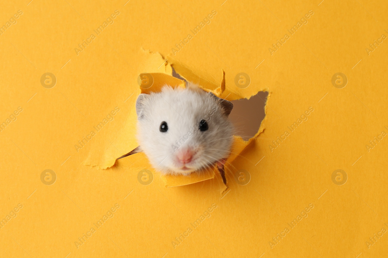 Photo of Cute little hamster looking out of hole in yellow paper