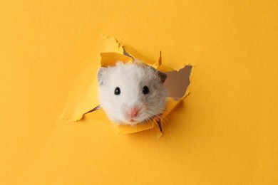 Cute little hamster looking out of hole in yellow paper