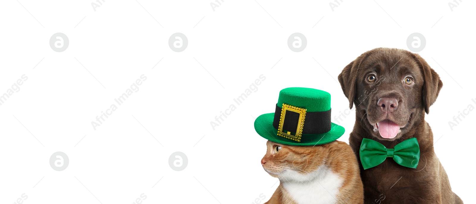 Image of St. Patrick's day celebration. Cute cat in leprechaun hat and dog with green bow tie on white background. Banner design with space for text