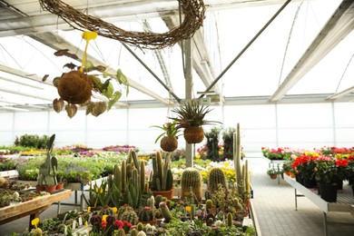 Garden center with many different potted plants