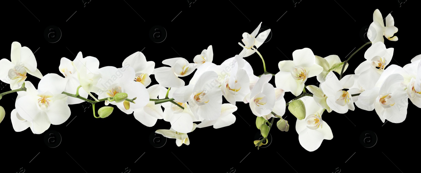 Image of Branch of beautiful orchid on black background. Banner design