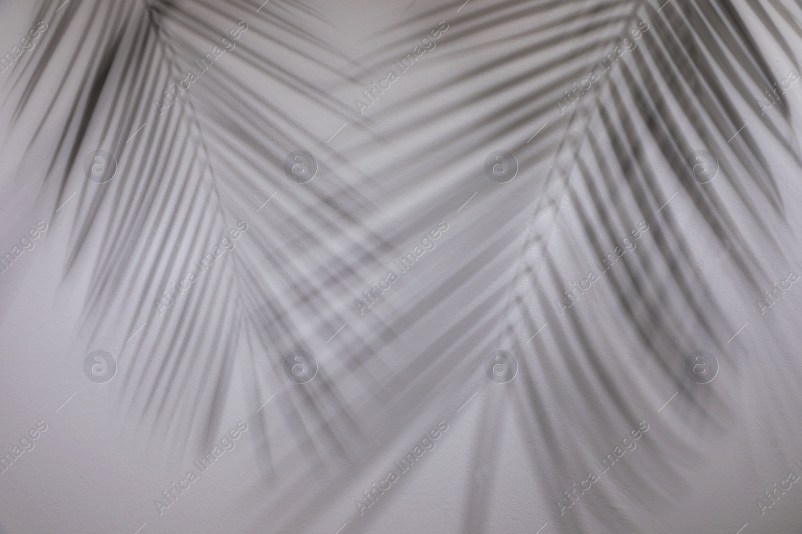 Photo of Shadows of tropical palm branches on white wall
