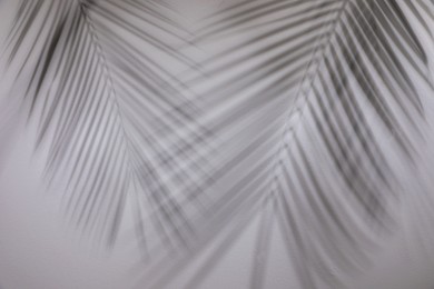 Shadows of tropical palm branches on white wall