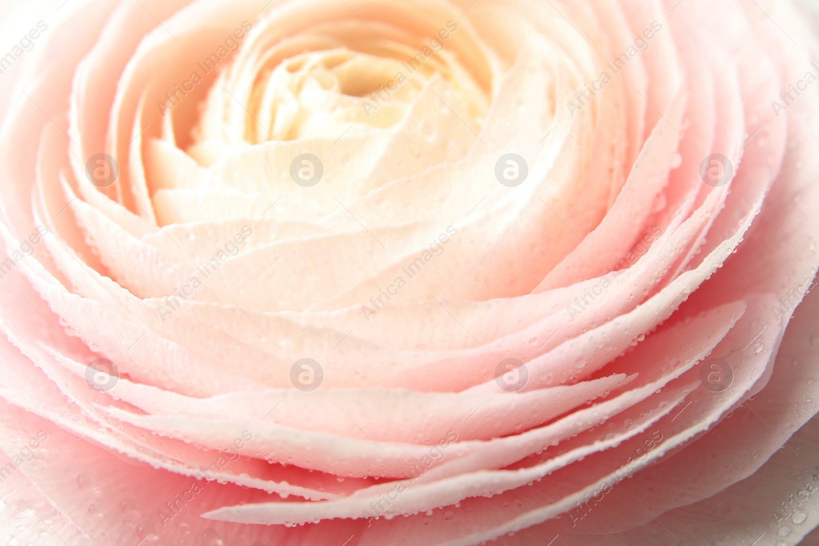 Photo of Beautiful spring ranunculus flower as background, closeup