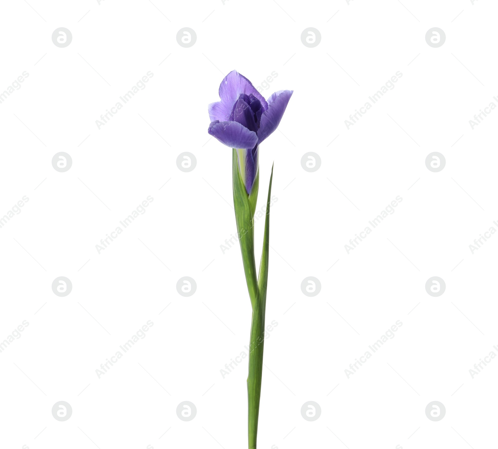 Photo of Beautiful iris isolated on white. Spring flower