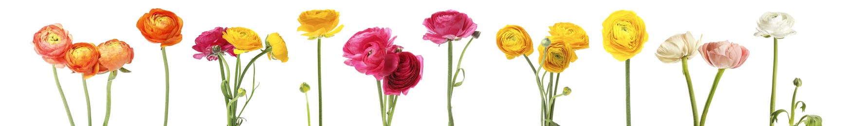 Set with beautiful spring ranunculus flowers on white background. Banner design