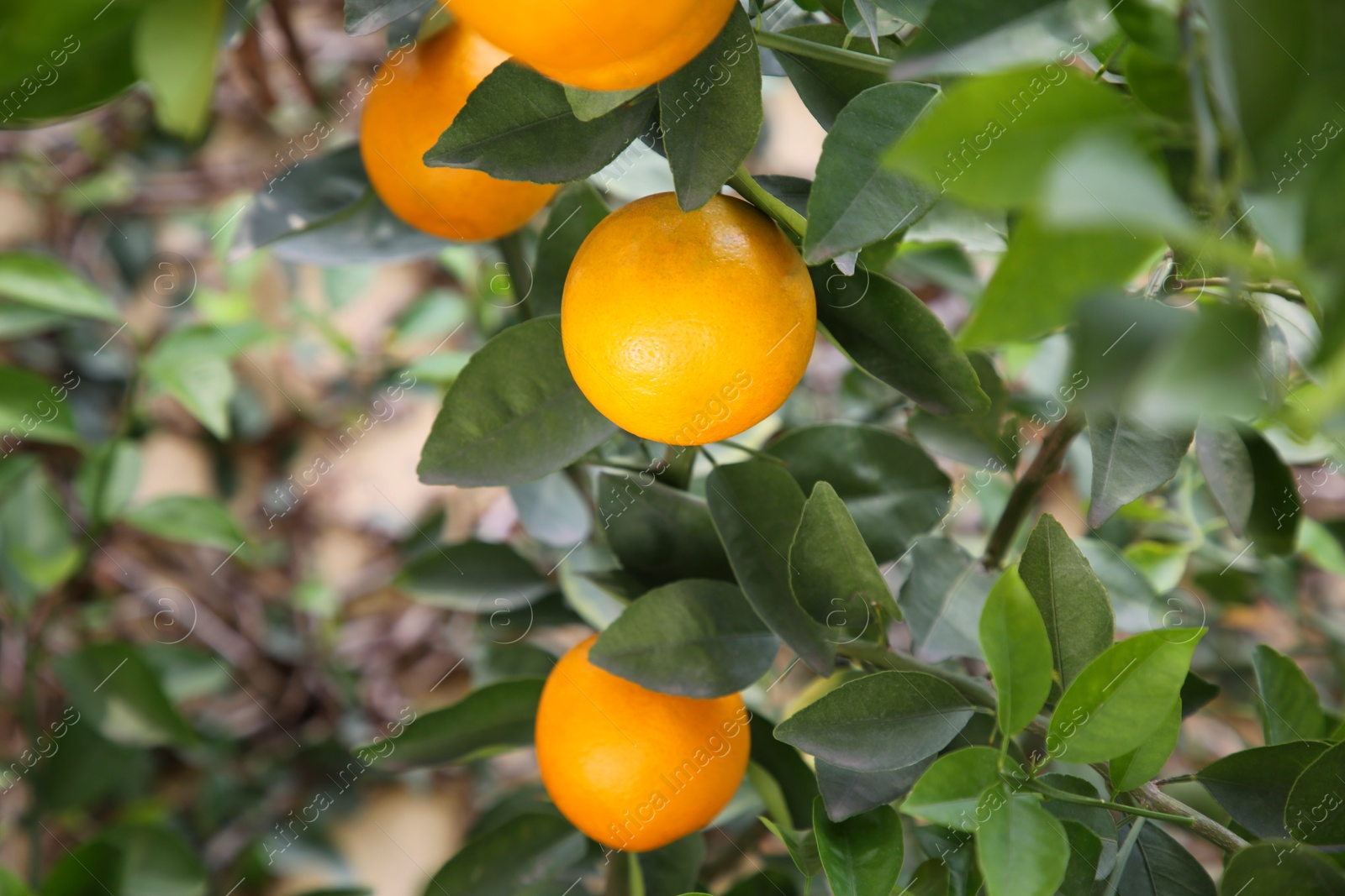 Fresh ripe oranges growing on tree outdoors Photo of Fresh ripe oranges growing on tree outdoors