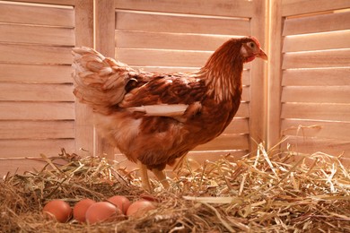 Beautiful chicken with eggs on hay in henhouse