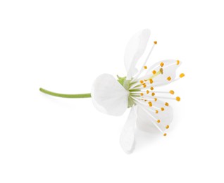 Photo of One beautiful spring blossom isolated on white