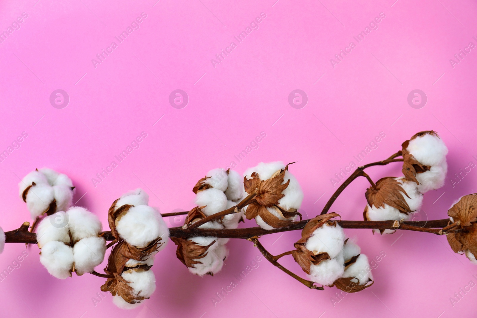 Photo of Branch of cotton plant on pink background, top view. Space for text