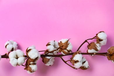 Branch of cotton plant on pink background, top view. Space for text