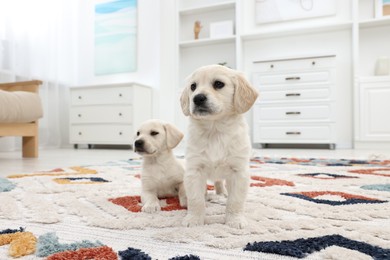 Cute little puppies on carpet at home. Adorable pets