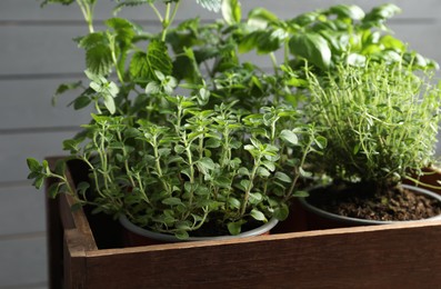 Photo of Crate with different potted herbs near grey wall, closeup