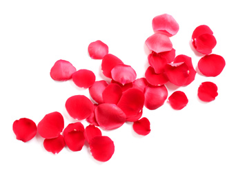 Photo of Fresh red rose petals on white background, top view