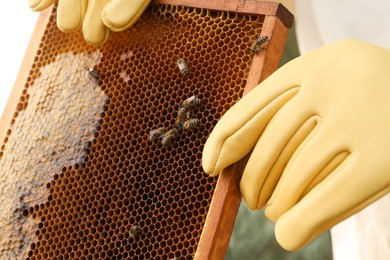 Beekeeper in uniform with honey frame at apiary, closeup