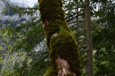 Photo of Tree trunk overgrown with moss in forest