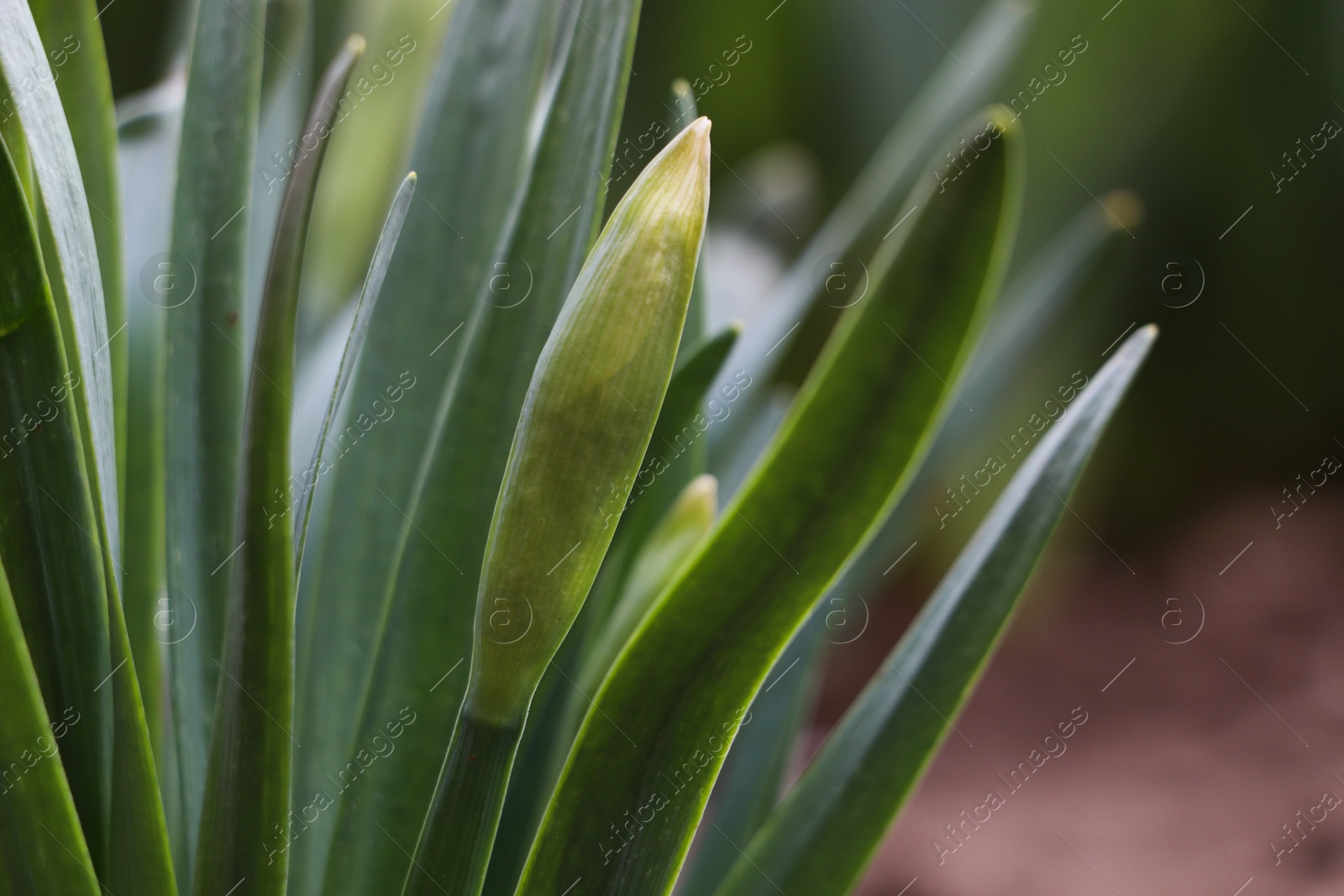 Photo of Daffodil plants growing in garden, closeup. Spring flowers