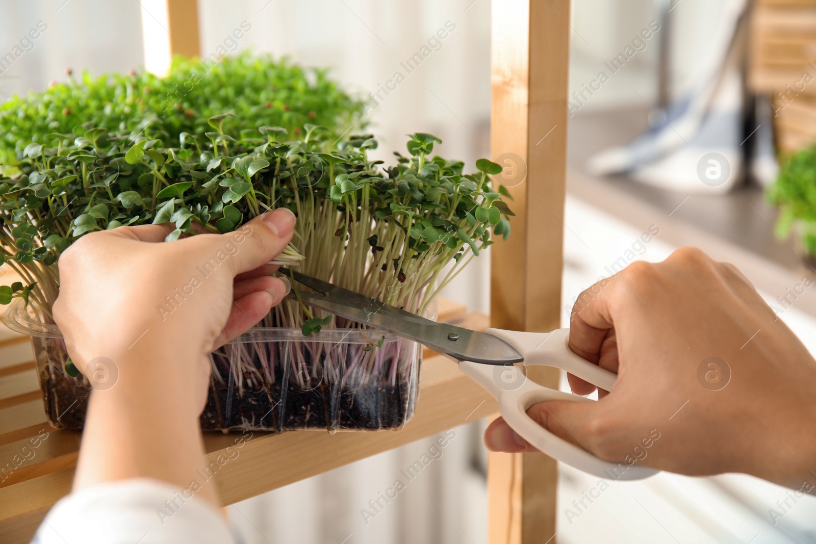 Photo of Woman pruning fresh organic microgreen indoors, closeup