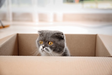 Cute cat playing with cardboard box at home