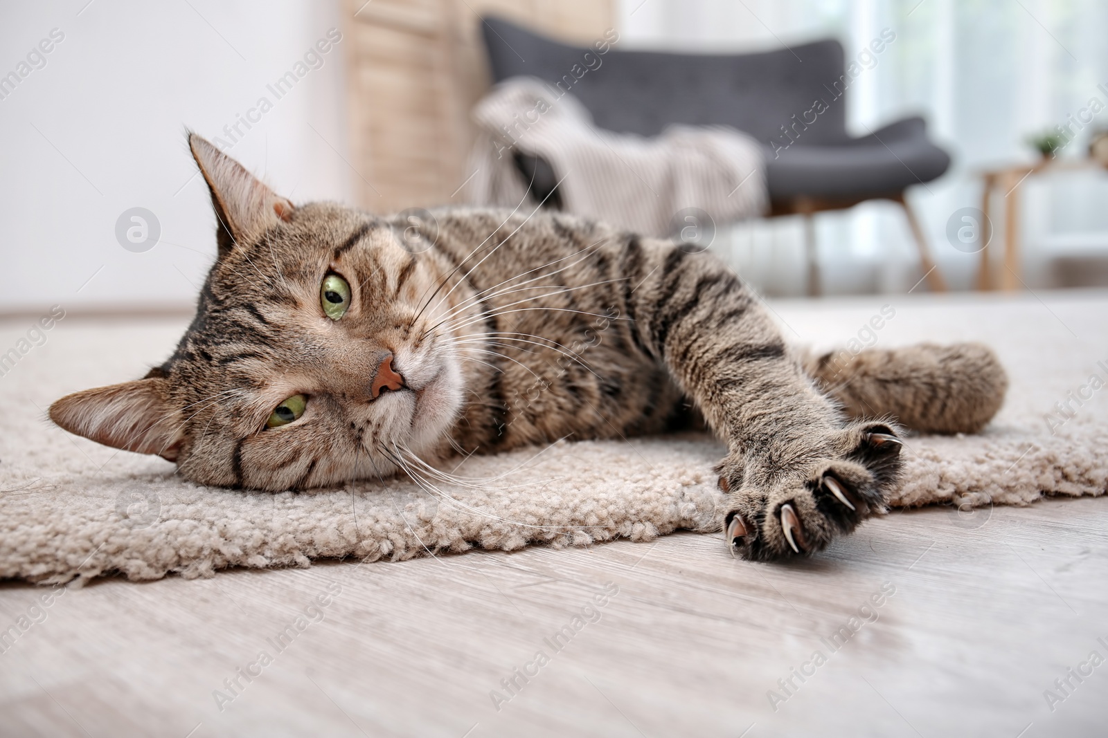 Photo of Cute cat resting on carpet at home