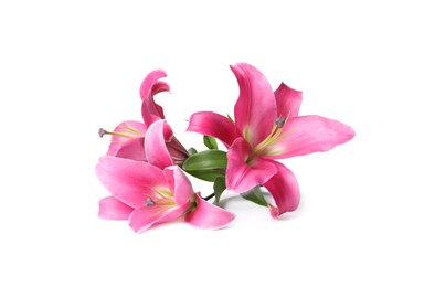 Photo of Beautiful pink lily flowers isolated on white