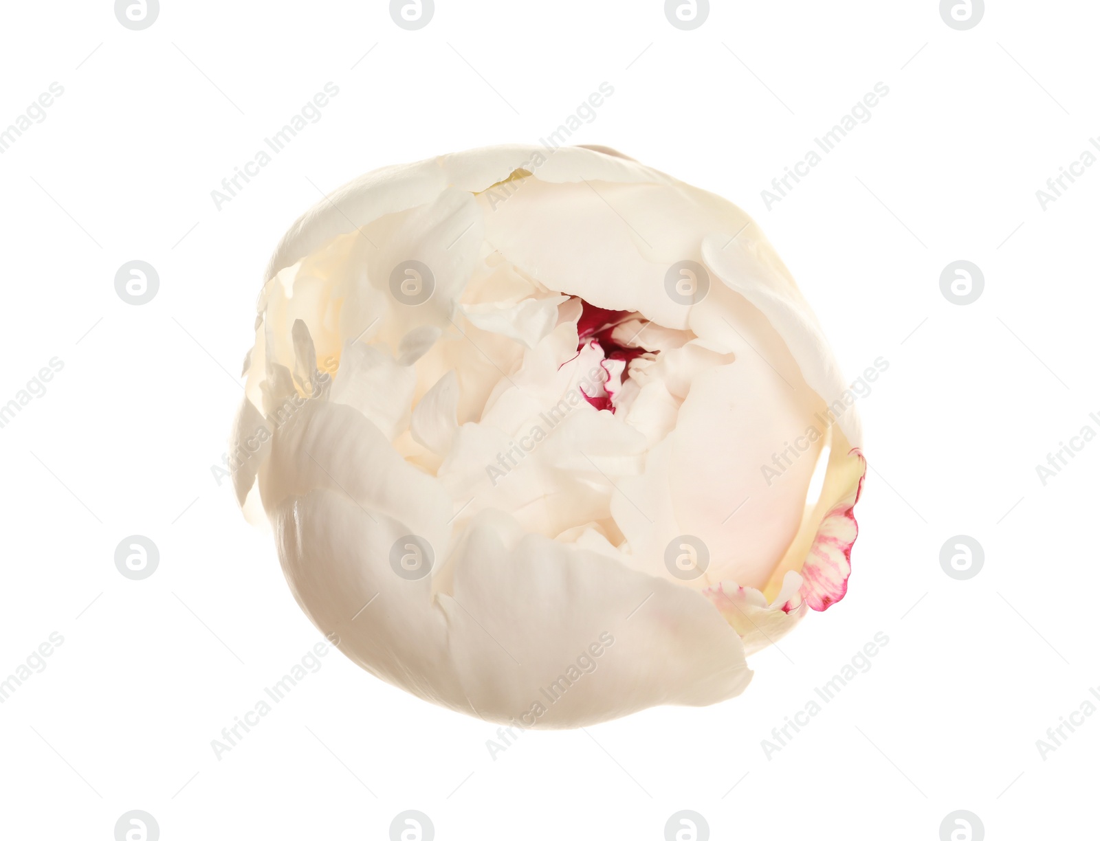 Photo of Beautiful fresh peony flower on white background, top view