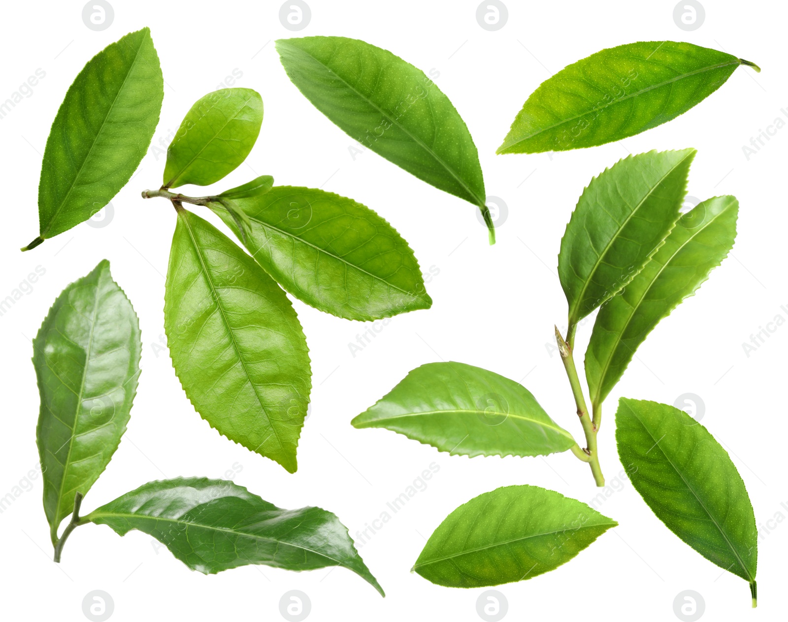 Image of Set with fresh green leaves on white background