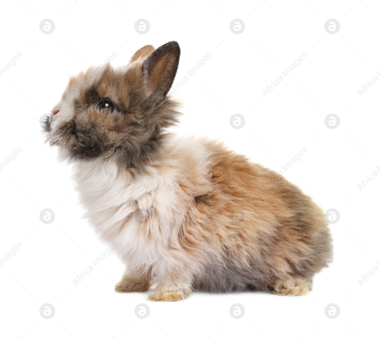 Photo of Fluffy rabbit isolated on white. Cute pet