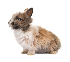 Photo of Fluffy rabbit isolated on white. Cute pet