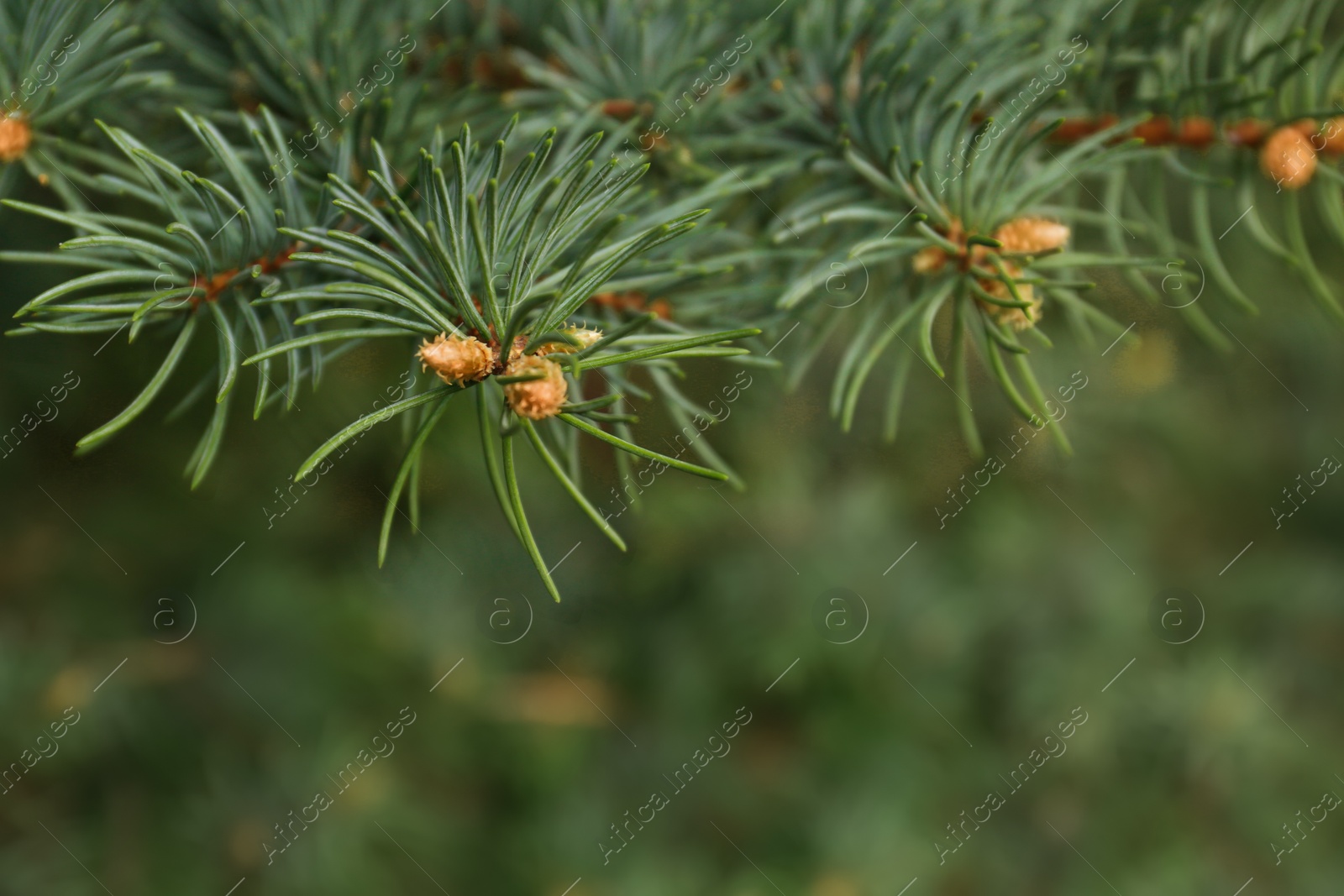Photo of Beautiful branches of coniferous tree, closeup. Space for text