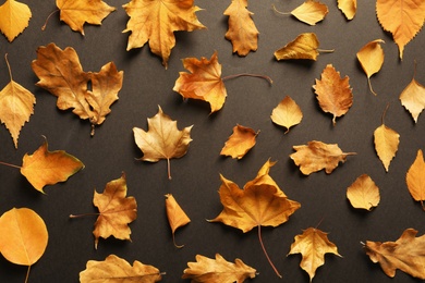 Flat lay composition with autumn leaves on dark background