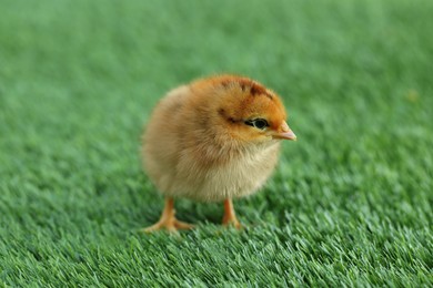 Cute chick on green artificial grass outdoors, closeup. Baby animal